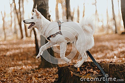 Adorable white dog jumping from stump in sunny autumn woods. Cute mixed breed swiss shepherd puppy Stock Photo