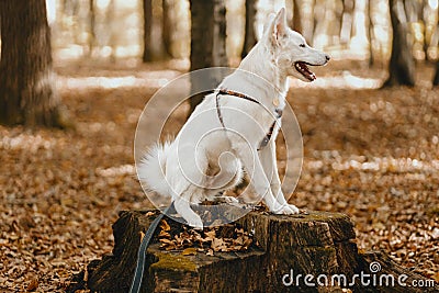 Adorable white dog sitting on stump in sunny autumn woods. Cute mixed breed swiss shepherd puppy Stock Photo