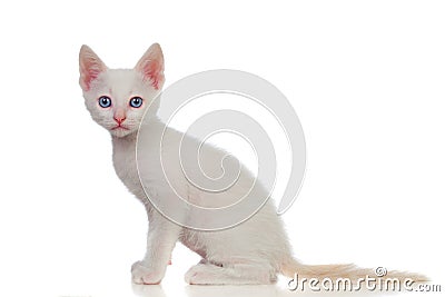 Adorable white kitten with blue eyes Stock Photo