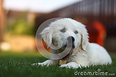 Adorable white puppy sitting on grass Stock Photo