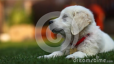 Adorable white puppy sitting sideways on grass Stock Photo