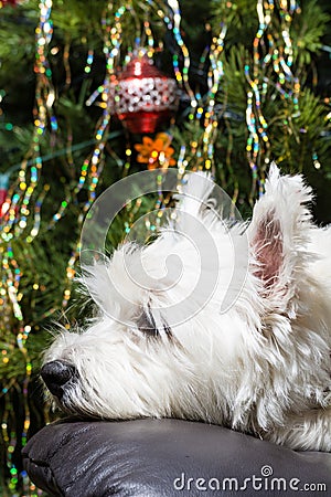 Adorable White West Highland Terrier Dog Resting Her Head On Armchair With Christmas Tree In Background. Stock Photo