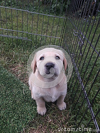 Adorable Yellow Labrador Puppy sitting in the grass Stock Photo