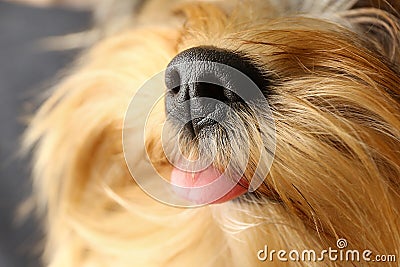 Adorable Yorkshire terrier. Cute dog Stock Photo