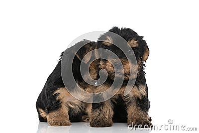 Adorable yorkshire terrier hidding his face from the camera Stock Photo