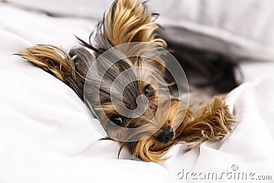 Adorable Yorkshire terrier lying on bed. Cute dog Stock Photo