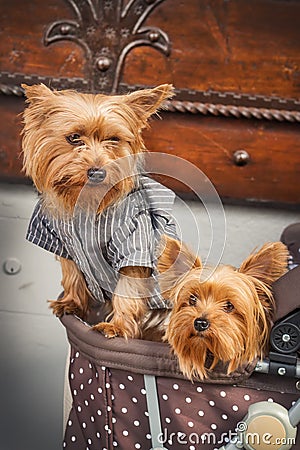 Adorable Yorkshire Terrier puppies in a stroller Stock Photo