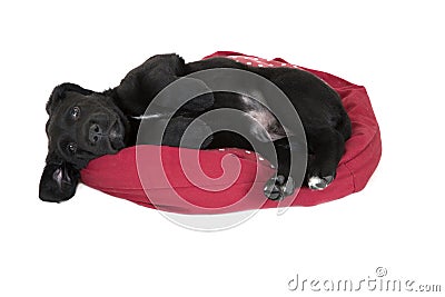 Adorable young black labrador puppy begging laying down Stock Photo