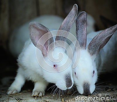 Adorable young bunnys in a big wood cage at farm house. Stock Photo