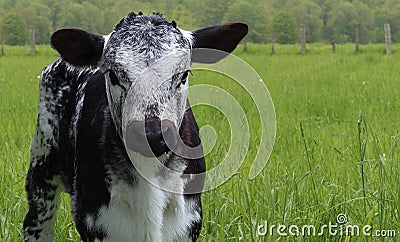 Adorable young little speckled roan calf i the field Stock Photo