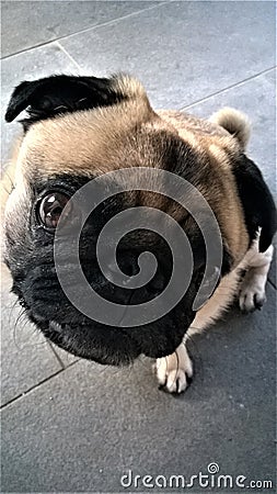 Cute Little Pug Dog looking up Stock Photo