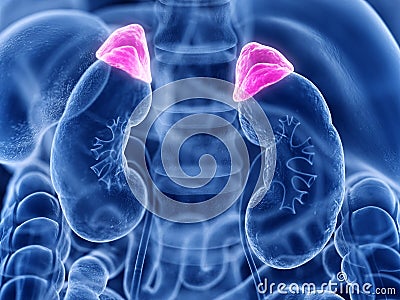 the adrenal gland Cartoon Illustration