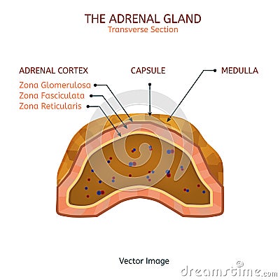 Adrenal Gland Image Vector Illustration