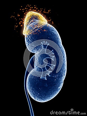 The adrenal gland producing hormones Cartoon Illustration