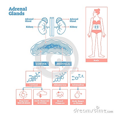 Adrenal Glands of Endocrine System. Medical science vector illustration diagram. Vector Illustration