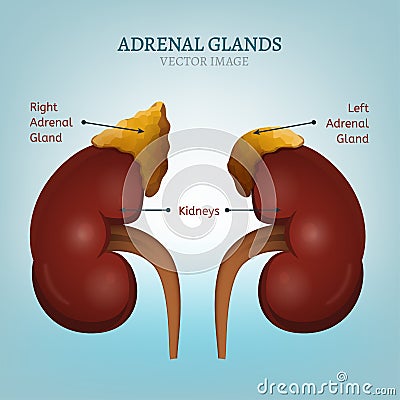 Adrenal Glands Image Vector Illustration