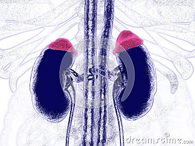 Adrenal glands in red and kidneys. Illustrated xray like image. 3D illustration Stock Photo