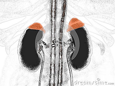 Adrenal glands in red and kidneys. Illustrated xray like image. 3D illustration Stock Photo