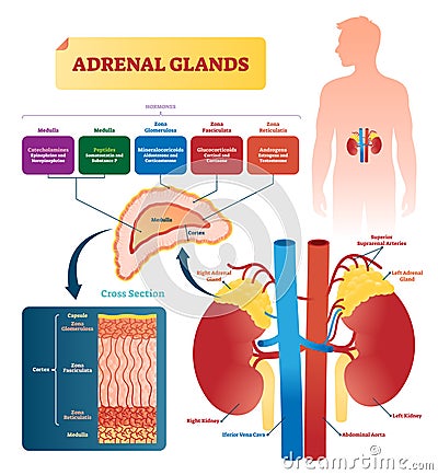 Adrenal glands vector illustration. Labeled scheme with hormones types Vector Illustration