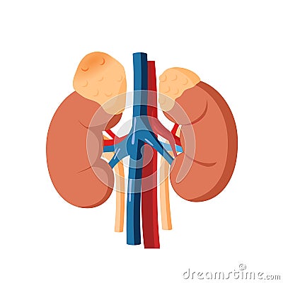 Adrenal tumor vector illustration. Illustration of the healthy adrenal gland and adrenal mass Vector Illustration