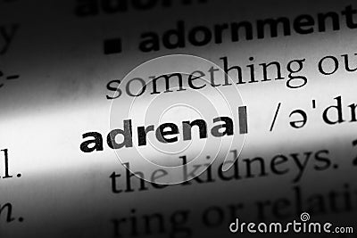 adrenal Stock Photo