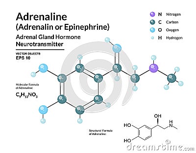 Adrenaline Hormone. Epinephrine. Neurotransmitter. Fight or Flight Response. Structural Chemical Molecular Formula and 3d Model Vector Illustration