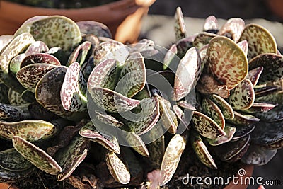 Adromischus Maculatus crassulaceae plant in the garden Stock Photo