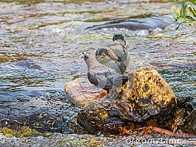 Adullt American Dipper With Downy Chick Stock Photo