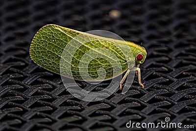 Adult Acanaloniid Planthopper Stock Photo