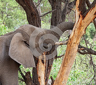 African Elephant Foraging Stock Photo