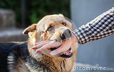 An adult, aggressive male German shepherd attacks a man and bites his hand. Training pets Stock Photo