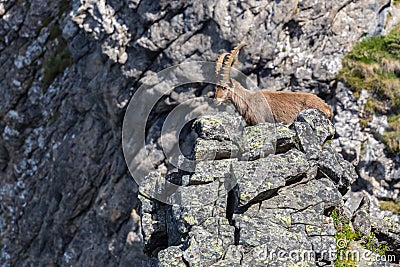 Adult alpine capra ibex capricorn standing at rock scarp in sunshine Stock Photo