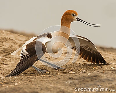 Adult American Avocet Stock Photo