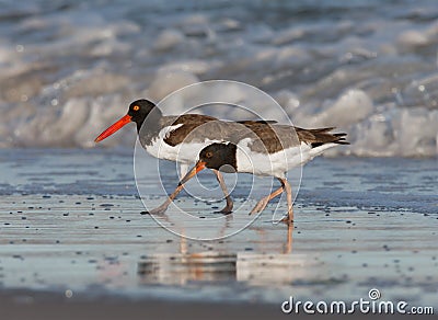 An adult american oyster catcher and its young Stock Photo