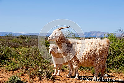 Adult Angora goat with lamb Stock Photo