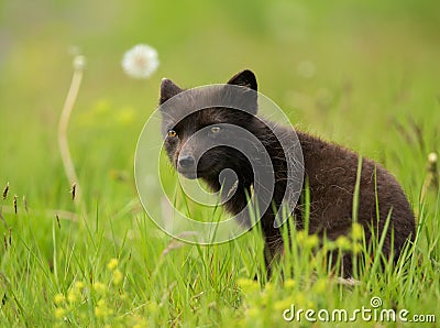 Adult Arctic fox Vulpes lagopus Stock Photo