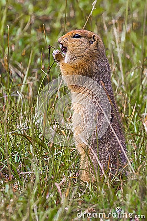 Adult Arctic Ground Squirrel Stock Photo