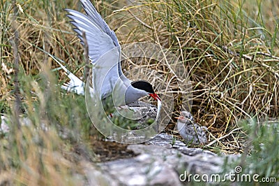 Adult arctic tern Sterna paradisaea feeding a chick Stock Photo