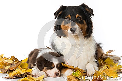 Adult australian shepherd with puppy isolated on white Stock Photo