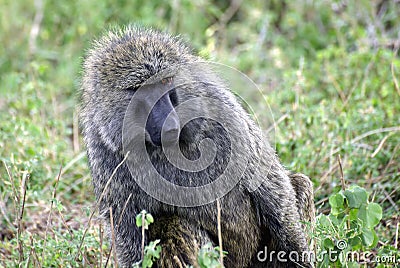 Adult baboon Stock Photo