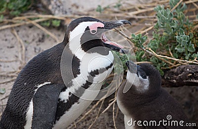 Adult and baby African penguin Stock Photo