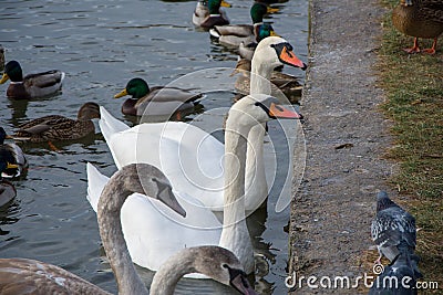 A family of swans with adult Chicks feed on a frozen lake at the pier. Wintering of migratory birds. Stock Photo