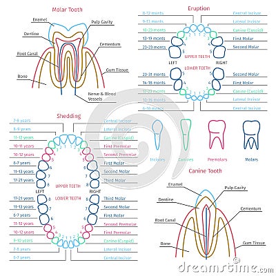 Adult and baby tooth dental anatomy vector Vector Illustration