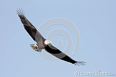 Adult Bald Eagle (haliaeetus leucocephalus) Stock Photo