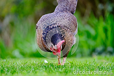 Adult bantam hen seen isolated in a well maintained lawn area, looking for food in summertime. Stock Photo