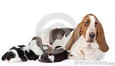 Adult basset hound dog feeds the puppies. on white Stock Photo