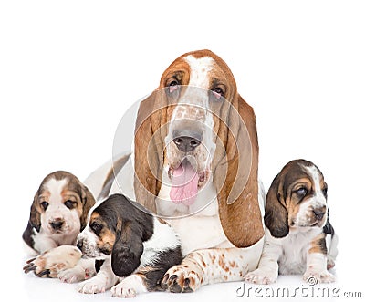 Adult basset hound dog and puppies. isolated on white background Stock Photo