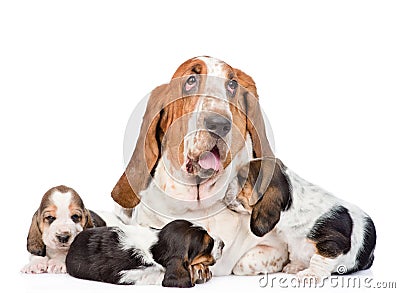 Adult basset hound dog and puppies. isolated on white background Stock Photo