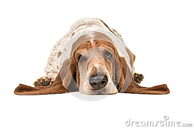 Adult basset hound lying down with its head on the floor seen from the front Stock Photo