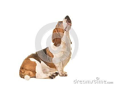 Adult basset hound sitting seen from the side looking up Stock Photo